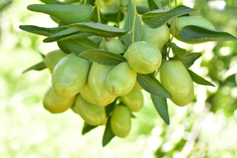 Jojoba planta minune