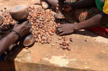 Semințele de Shea se sparg manual