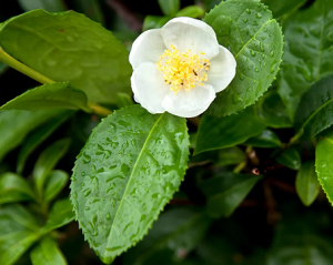 Floarea și frunzele de Camellia Floarea și frunzele de Camellia