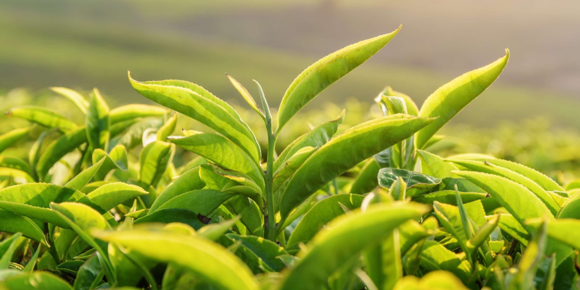 Ceaiul verde Ceaiul verde