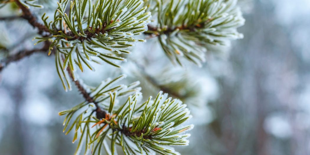 Uleiul esențial de brad Siberian