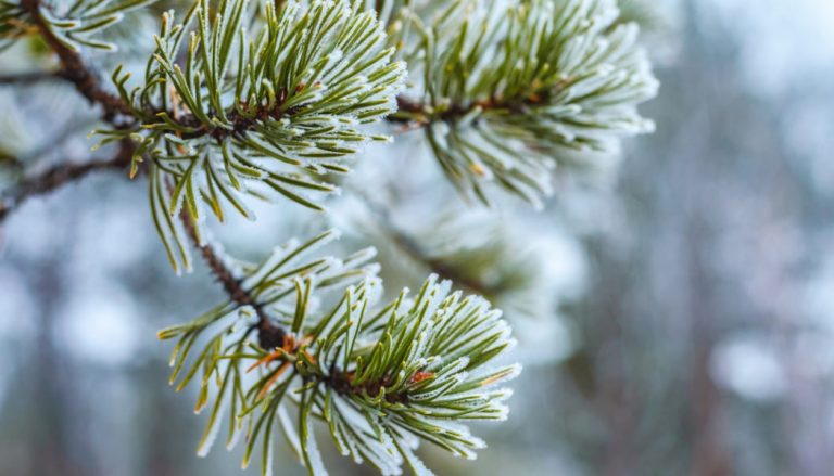Uleiul esențial de brad Siberian